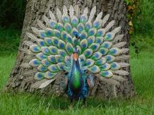 Statue Peacock XL - Metal - Full in Colour