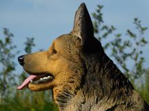 Statue German Shepherd - Polystone - Highly Detailed