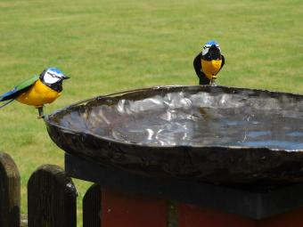 Vogelbad / Futterschale mit 2 Vögeln – Metall – Ø 45 cm – Handgefertigt