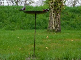 Vogeltränke - Schwarz mit roten Vögeln 2 zu 1 - Gartenstab - Metall