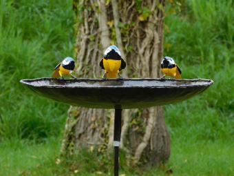 Vogeltränke mit 3 gelben Vögeln - Gartenstab - Metall