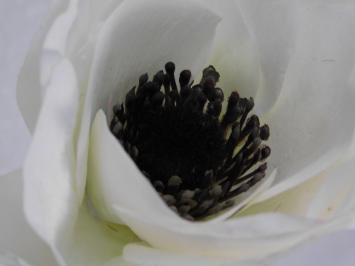 Artificial flower Anemone Stem - White - 53 cm