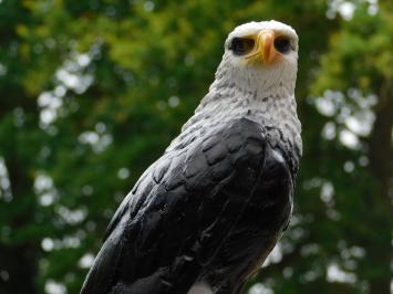Dekorativer Adler – 50 cm – Polystone