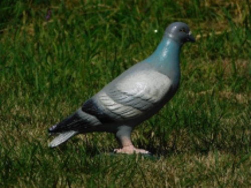 Leuk beeld, in kleur, van een duif, gemaakt van gietijzer