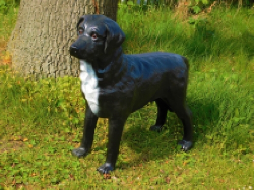 Prachtige ''Labrador Retriever'' zwart - van Polystone