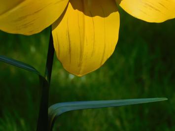 Handmade Daffodil - Gartenhocker 82 cm - Metall