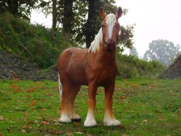 Beeld Paard Blond - 110 cm - Polystone