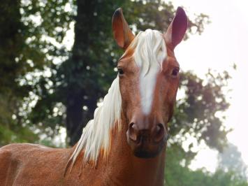 Beeld Paard Blond - 110 cm - Polystone