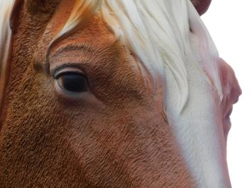 Beeld Paard Blond - 110 cm - Polystone