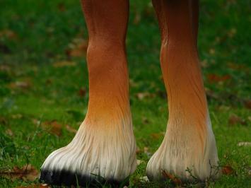 Beeld Paard Blond - 110 cm - Polystone