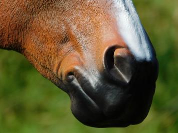 Horse statue in color - 110 cm - Polystone