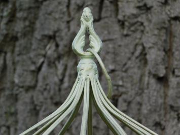 Set Vogelkooien - 2 stuks - Vintage White - IJzer