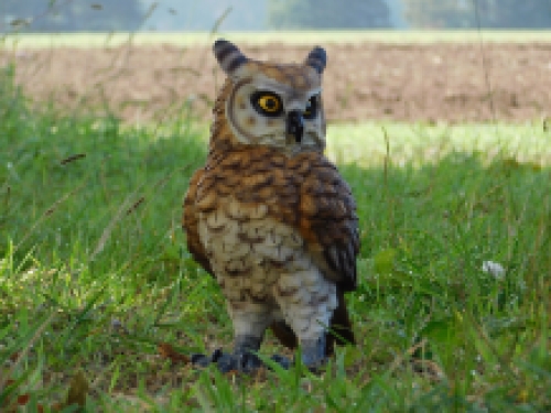 Oehoe Uil - polystone - gedetailleerd