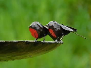Vogeltränke - Schwarz mit roten Vögeln 2 zu 1 - Gartenstab - Metall