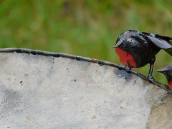 Vogeltränke - Schwarz mit roten Vögeln 2 zu 1 - Gartenstab - Metall