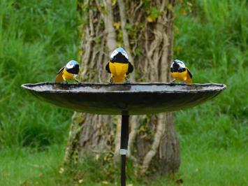 Vogeltränke mit 3 gelben Vögeln - Gartenstab - Metall